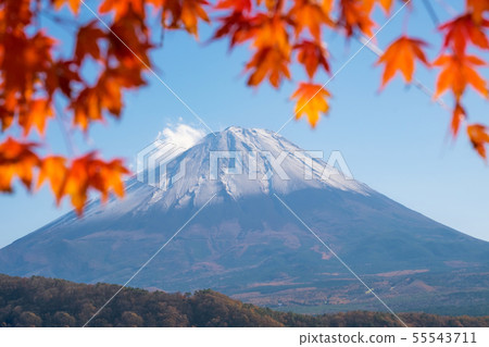 Mt. Fuji volcano Japan symbol with autumn colorful 55543711