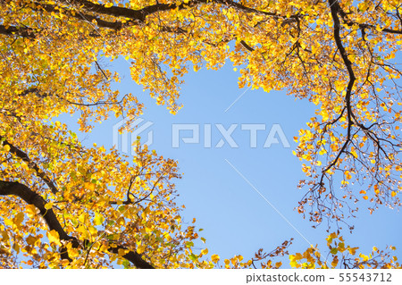 Yellow ginkgo tree leaf in autumn fall season blue 55543712
