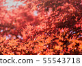 Autumn maple momiji leaf. Seasonal natural 55543718
