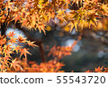 Autumn maple momiji leaf. Seasonal natural 55543720