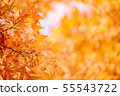 Autumn maple momiji leaf. Seasonal natural 55543722