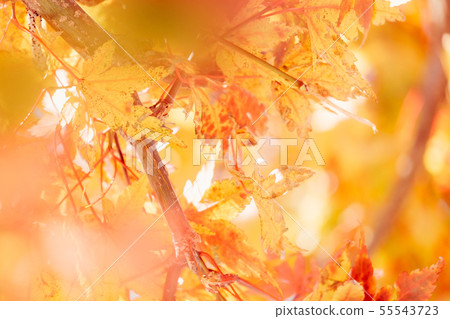 Autumn maple momiji leaf. Seasonal natural 55543723