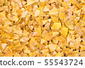 Ginkgo tree leaf in autumn fall season texture 55543724