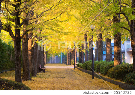 Ginkgo tree leaf in autumn outdoor park fall 55543725