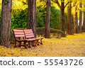 Couple of benches under Autumn  ginkgo tree in 55543726