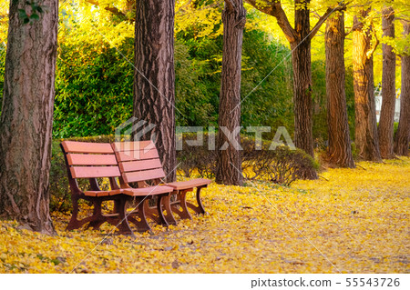 Couple of benches under Autumn  ginkgo tree in 55543726