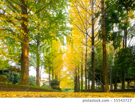 Ginkgo tree leaf in autumn outdoor park fall 55543727