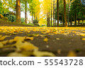Ginkgo tree leaf in autumn outdoor park fall 55543728