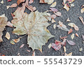 Autumn maple momiji gingko leaf street. Seasonal 55543729