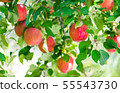 Autumn organic fresh red apple tree in farm garden 55543730