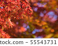 Autumn maple momiji leaf in blue sky background. 55543731