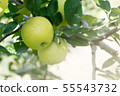 Autumn organic fresh green apple tree in farm 55543732