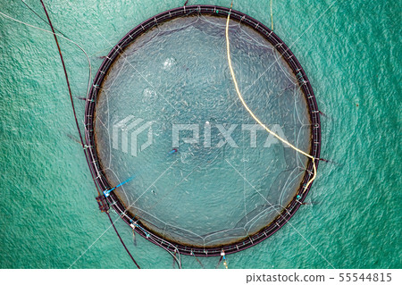 Farm salmon fishing in Norway 55544815