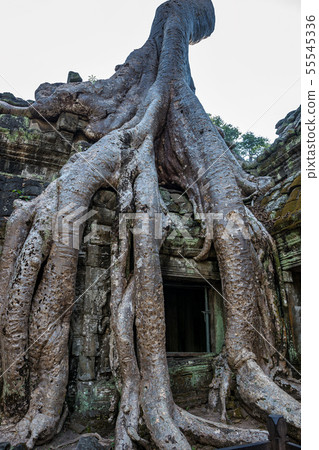 The ancient temple of Ta Prohm , Angkor , Cambodia 55545336