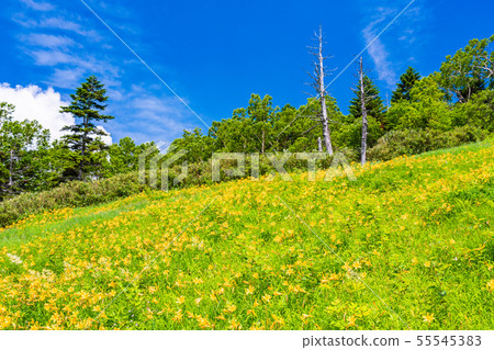 （長野縣）志賀高原/東山山高山植物園夏天 55545383