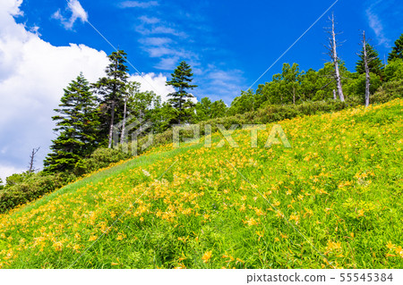 （長野縣）志賀高原/東山山高山植物園夏天 55545384