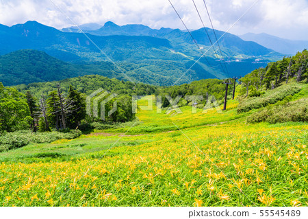 （長野縣）志賀高原/東山山高山植物園夏天 55545489