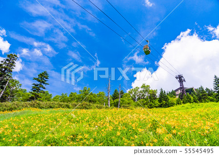 (Nagano) Shiga Kogen / Higashidateyama Takayama Botanical Garden Summer 55545495