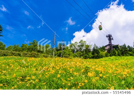 （長野縣）志賀高原/東山山高山植物園夏天 55545496