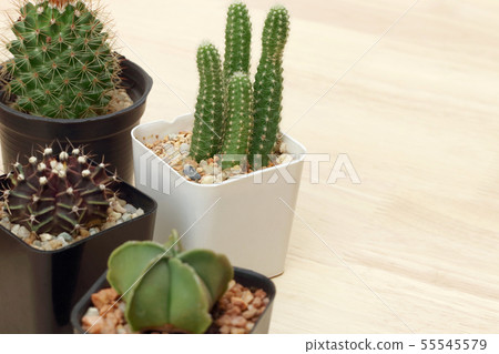 Collection of small cactus succulent green plant. 55545579