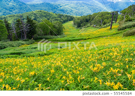 (Nagano) Shiga Kogen / Higashidateyama Takayama Botanical Garden Summer 55545584