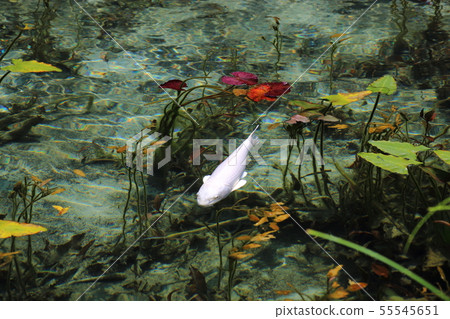 Also known as: Monet's Pond (Nendo Shrine) 55545651