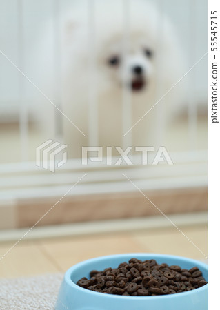 博美犬(狗狗狗有機體動物譜系小狗兒童狗白色白色譜系西方狗) 博美犬(狗狗狗有機體動物譜系小狗兒童狗白色白色譜系西方狗) 55545715