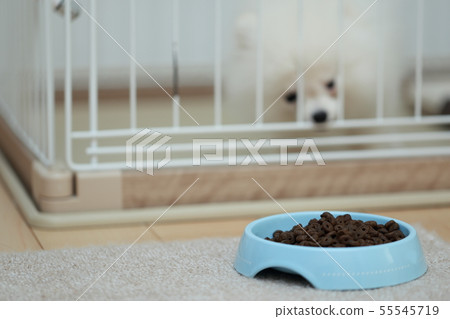 博美犬(狗狗狗有機體動物譜系小狗兒童狗白色白色譜系西方狗) 博美犬(狗狗狗有機體動物譜系小狗兒童狗白色白色譜系西方狗) 55545719