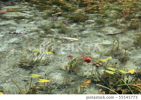 Also known as: Monet's Pond (Nendo Shrine) Also known as: Monet's Pond (Nendo Shrine) 55545773