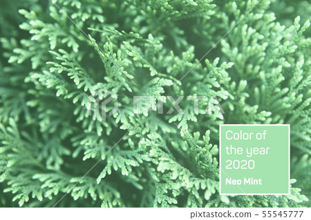 Mint toned Christmas leaves of Thuja trees 55545777