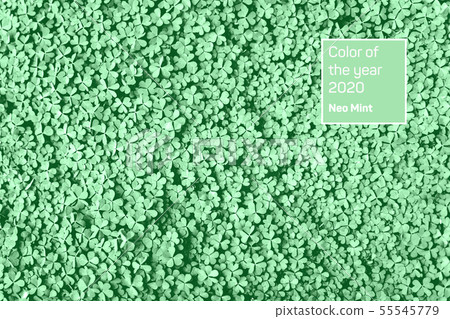 Close up of trendy mint toned fresh shamrock 55545779