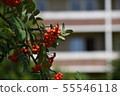 Rowan on a branch. Red rowan. Rowan berries on the tree 55546118