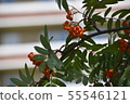 Rowan on a branch. Red rowan. Rowan berries on the tree 55546121