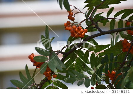 Rowan on a branch. Red rowan. Rowan berries on the tree 55546121