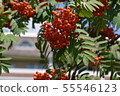 Branches of European Mountain Ash Rowan tree with ripe berries 55546123