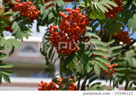 Branches of European Mountain Ash Rowan tree with ripe berries Branches of European Mountain Ash Rowan tree with ripe berries 55546123