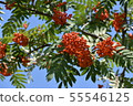 Rowan branch with a bunch of red ripe berries. Sorbus aucuparia tree on sky background 55546125