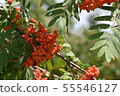 Rowan on a branch. Rowan berries on rowan tree. Red rowan. 55546127