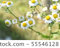 White Flower with yellow in the center on green abstract background 55546128