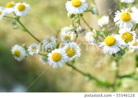 White Flower with yellow in the center on green abstract background White Flower with yellow in the center on green abstract background 55546128