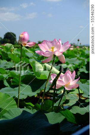 蓮花 55546290