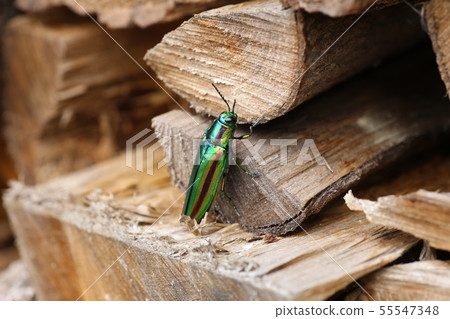 A badger beetle 55547348