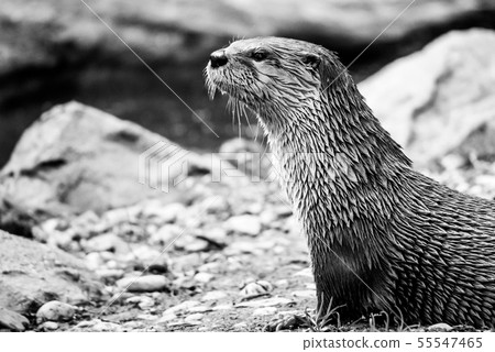 Wet otter sitting on the river bank 55547465