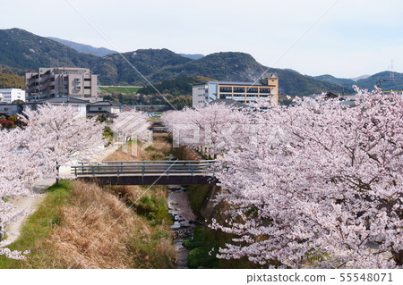 Sakura Namiki and Shii River Sakura Namiki and Shii River 55548071
