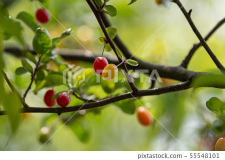 Ripe gummy fruits 55548101