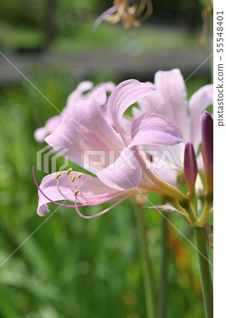Natsuisen Sen Natsuisen Sen 55548401