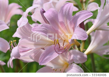 Natsuisen Sen Natsuisen Sen 55548406
