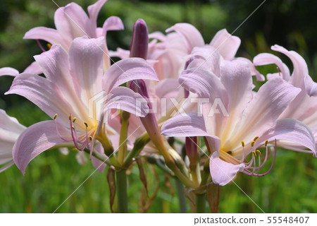 Natsuisen Sen 55548407