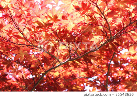 Maple tree Maple tree 55548636