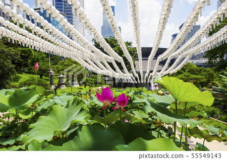 Lotus flowers and lanterns blooming at Bongeunsa Temple 55549143